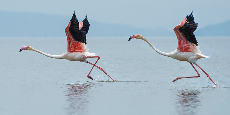 bird watching safaris in kenya