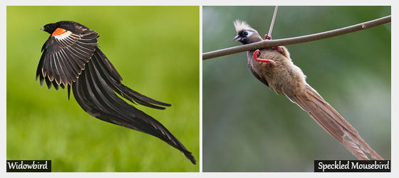 Bird watching safaris in kenya