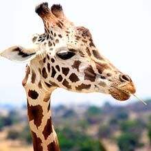 Nairobi National Park