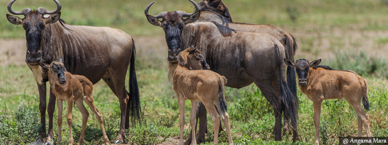 Wildebeest Migration