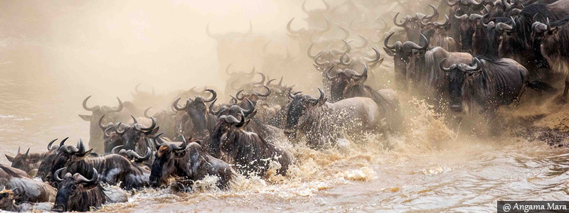 Wildebeest Migration