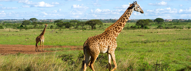 nairobi national park