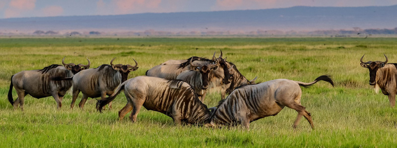 Wildebeest Migration