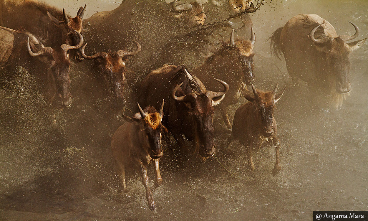 Wildebeest Migration