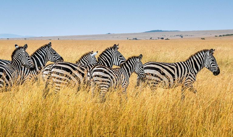 luxury kenya safari