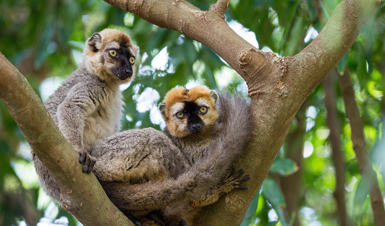 Madagascar Exotic East