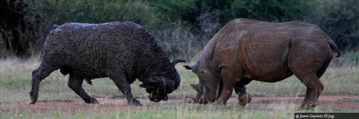 Laikipia Luxury Safaris Kenya