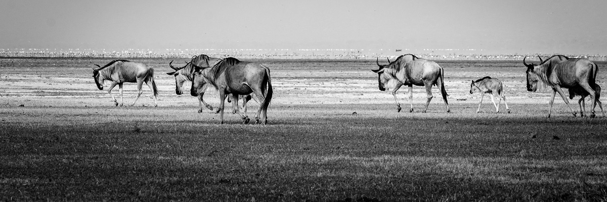 Lake Manyara National Park