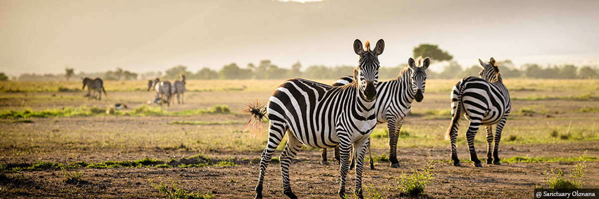 Maasai Mara - Luxury Safaris in Kenya and Tanzania