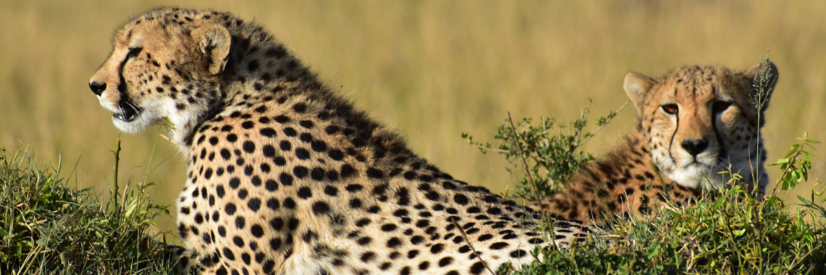 Maasai Mara - Luxury Safaris in Kenya and Tanzania