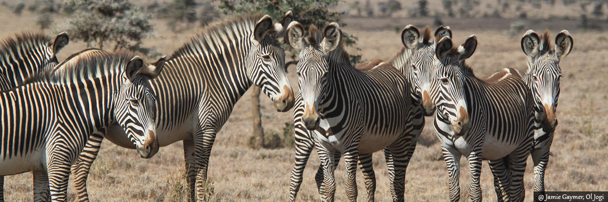 Samburu National Park - Luxury Kenya and Tanzania Safaris