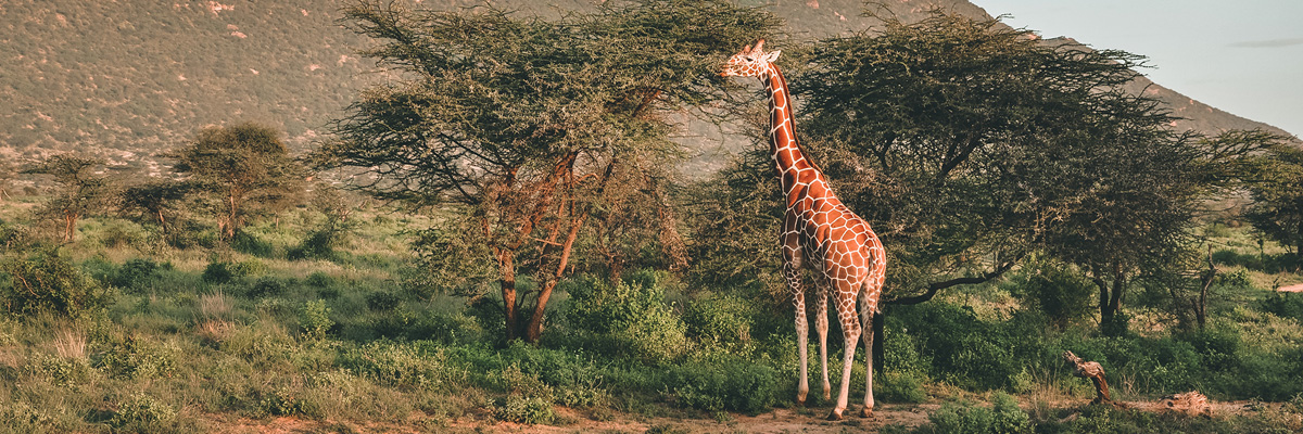 Samburu National Park - Luxury Kenya and Tanzania Safaris