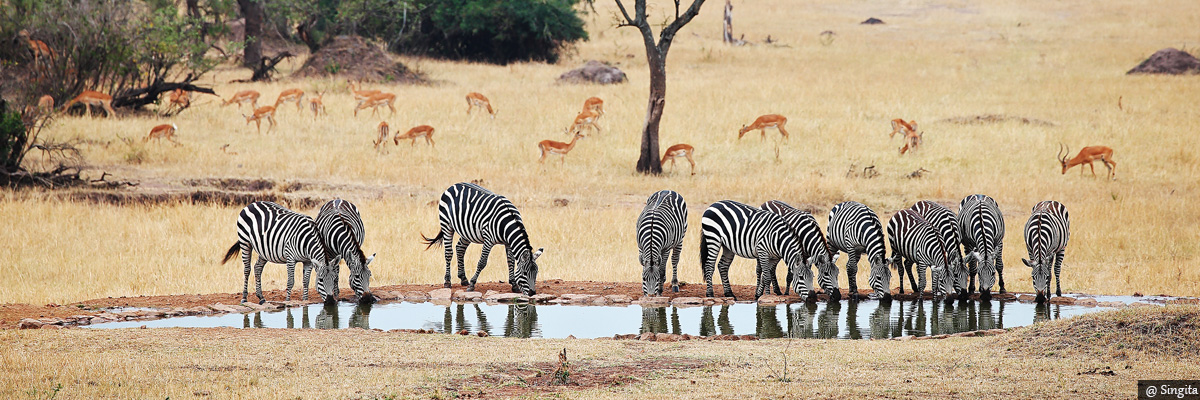 serengeti house - luxury safaris in kenya and tanzania