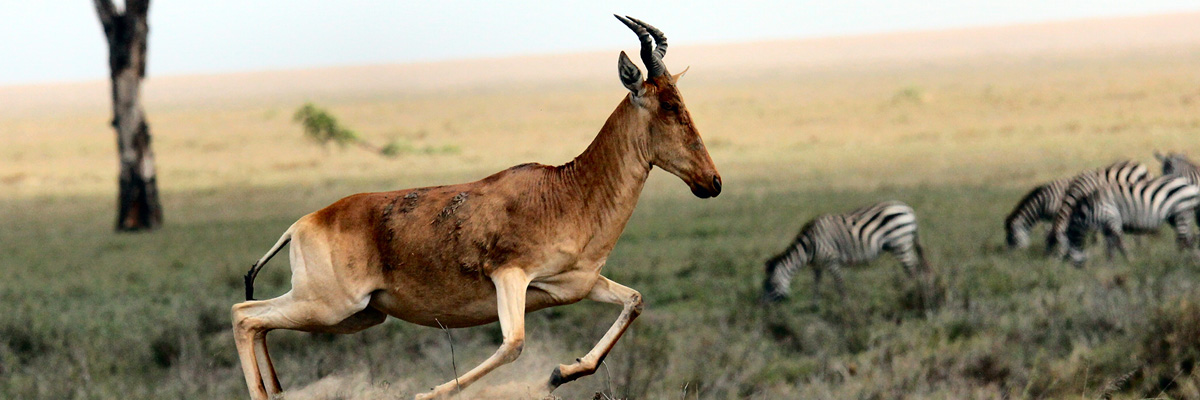 Serengeti National Park