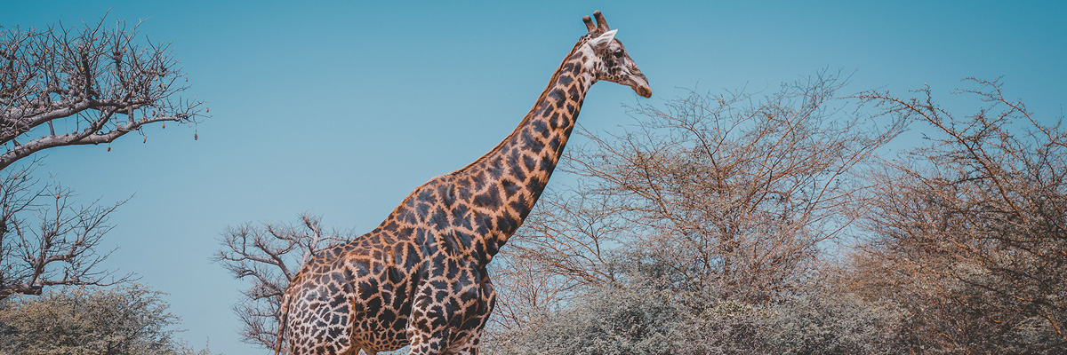 Serengeti National Park