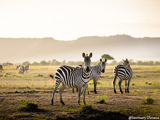 Maasai Mara - Luxury Safaris in Kenya and Tanzania