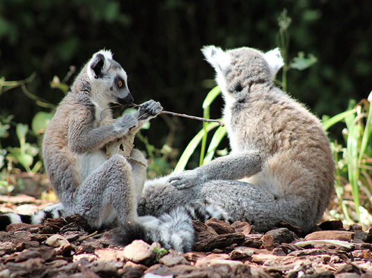 Lemurs and Avenue of Baobabs