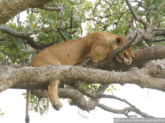 Lake Manyara National Park