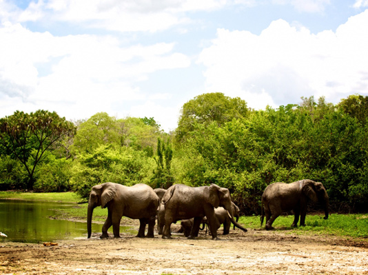 Selous Game Reserve