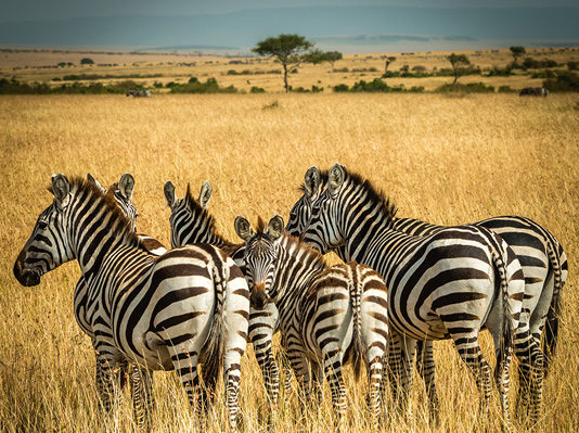 Luxury Safaris in Kenya and Tanzania