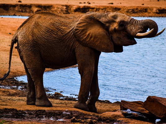 Tsavo West and Tsavo East